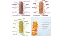 Juice Plus- whole food by Juice Plus+ Corporate Office