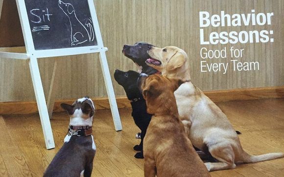 Pet Behavior Education and Consultation for Dogs and Cats by Belle Mead Animal Hospital