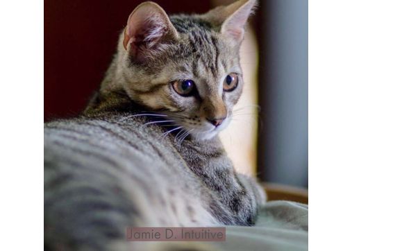 30 Minute Pet Reading by Jamie D. Intuitive