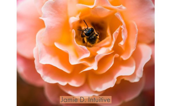 60 Minute Intuitive Reading by Jamie D. Intuitive