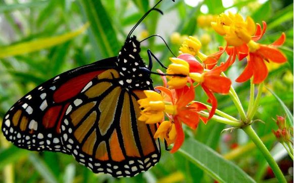 live-monarch-butterflies-for-release-by-sharing-the-butterfly