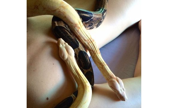 Splendid Snake Massages  by Serpentessa