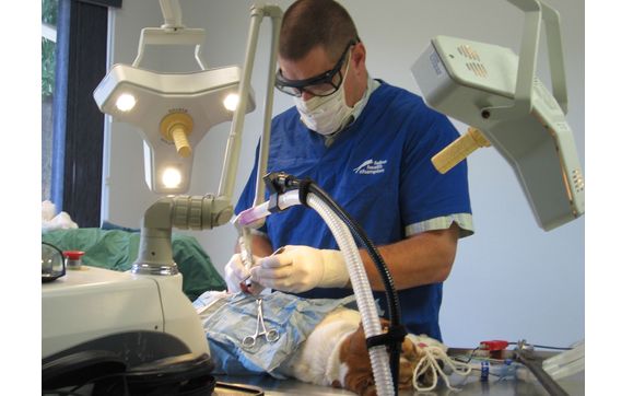 Complete Veterinary Care and Boarding.  Featuring Laser Surgery & Laser Therapy. by Little Egypt Veterinary Clinic