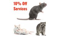 10% Off Rodent & Wildlife Control by Arrow Termite & Pest Control