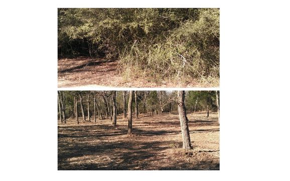 Underbrush Clearing By Texas Underbrushing, LLC In Cleveland, TX ...