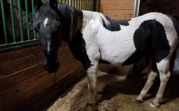 Animal Communication, Energy Healing, Support for animals and their humans. by 4 The Animal