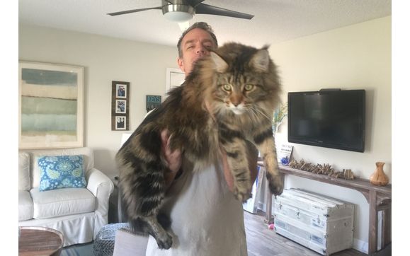 European Maine Coon Kittens  by Sassy Koonz Maine Coon Cattery