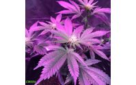 Indoor CBD Flower Coming SOON! by CBDDY CBD