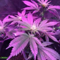 Indoor CBD Flower Coming SOON! by CBDDY CBD