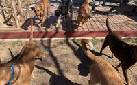Doggie daycare! by Valli's Pet and Livestock Sitting
