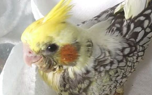 Rainbow cockatiel best sale