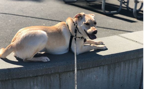 Dog Training by A Canine Experience