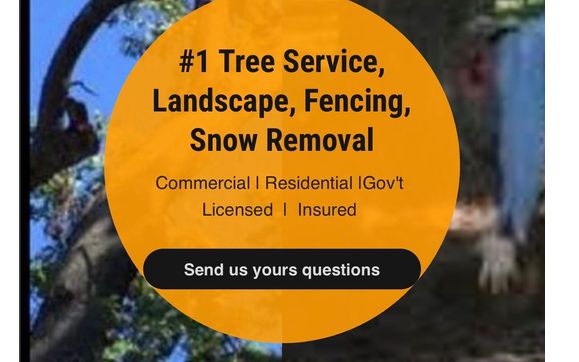 24 Hour Tree Service in Manassas, VA [Free Estimates]