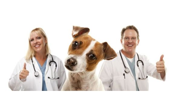 “COVID 19 Safe” Dog Training  by Beacon Bay Dog Training