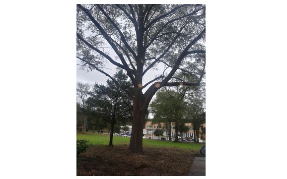 Trimming  by Anderson tree and lawn care llc