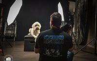Pet Photography by Farmer Doodles