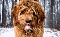 Pet Transport by Farmer Doodles