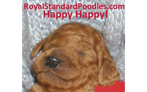 royal poodle puppies for sale