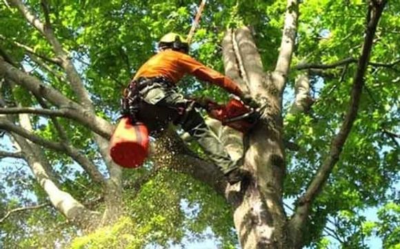 Tree trimming and pruning by Earth Tenders Tree Care