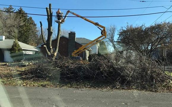 Tree & Shrub removal by Earth Tenders Tree Care