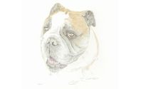 Animal Portraits by Watercolors by George, Elon, NC