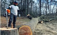Tree Removal by Shy Tree