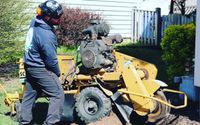 Stump Grinding by Shy Tree