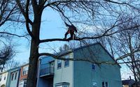 Tree Pruning by Shy Tree