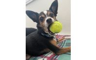 Pet Sitting by Furbaby Pet Services