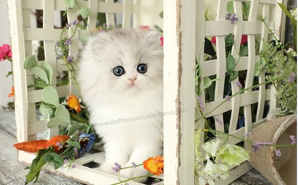 Doll face best sale persian breeders