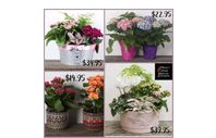 Mother's day prebook for plants by Maezy's Petals