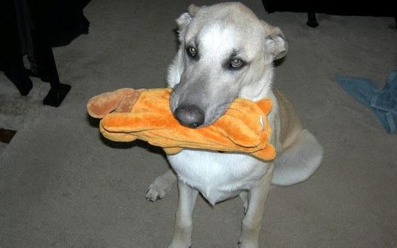 hot dogs and cool cats grooming