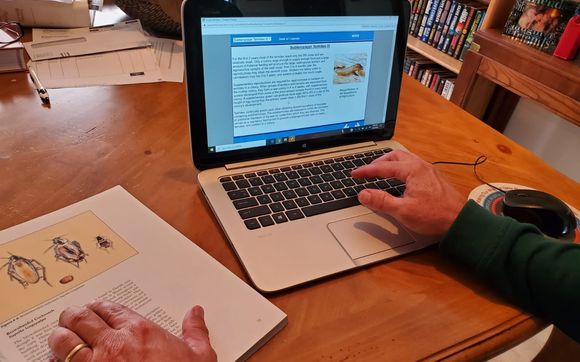 green behr pest control services by Green Behr Pest Control & Termites