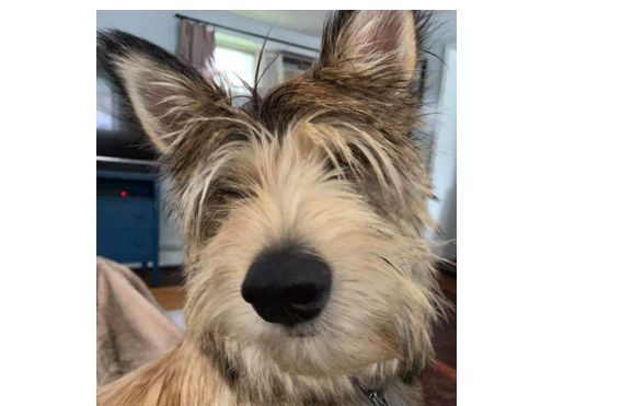 Overnight care by Wiggles "N" Whiskers Home Pet