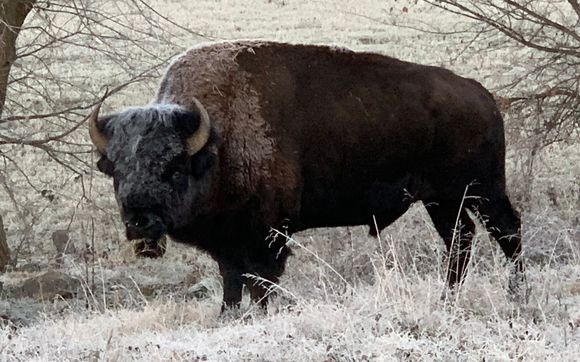 Buffalo Hunting by Hunt Mill Hollow Ranch