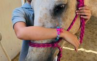 Equine Assisted  Psychotherapy and Learning by Warrior’s Soul.org