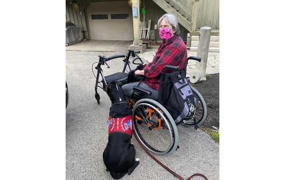 Service dogs for disabled veterans by Sophie’s Companions For Veterans foundation