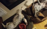 Pooped pups. by Bowser Limo Pet Sitting Service