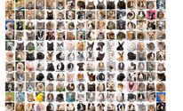 Petraits Pet Photography by Petraits Pet Photography