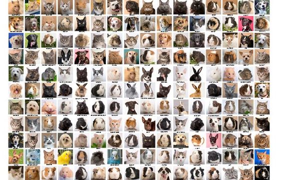 Petraits Pet Photography by Petraits Pet Photography