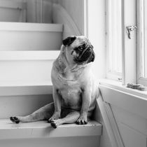 Pets by Jennifer Reed Photography