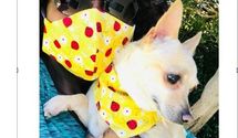 Masks for HOOMANS - Washable Reusable Handmade in the USA by Mooch's Munchies Inc