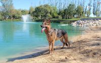 Pet boarding and grooming by Waldenway Canine & Kitty Camp