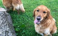 Overnight boarding, day camp, training, grooming, meet-ups & events by 3 Dog Farm