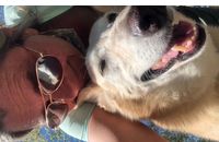 Dog walking by Pet Parade Plus