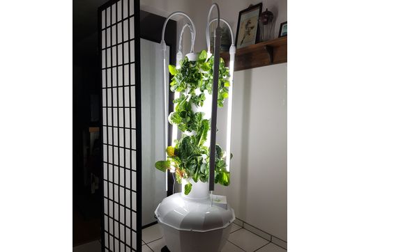 Tower Garden by Juice Plus  by Linda Sebring, Wellness Educator