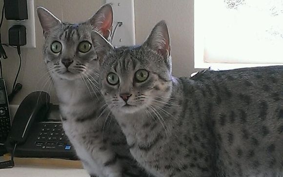 Kitten Care by Fun Fur U - In Home Pet Care