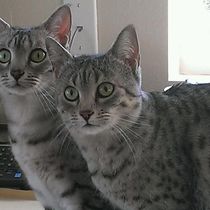 Kitten Care by Fun Fur U - In Home Pet Care