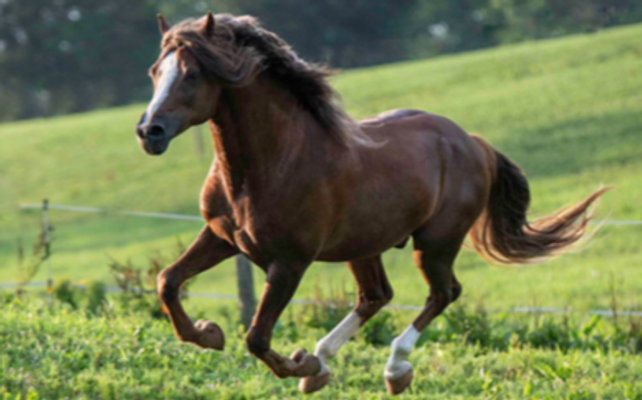Welsh and sport ponies and horses by Dartland Farms