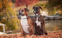 Pet Photograher by Gravemann Photography